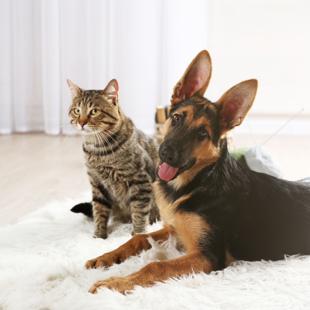 Cat and Dog Services