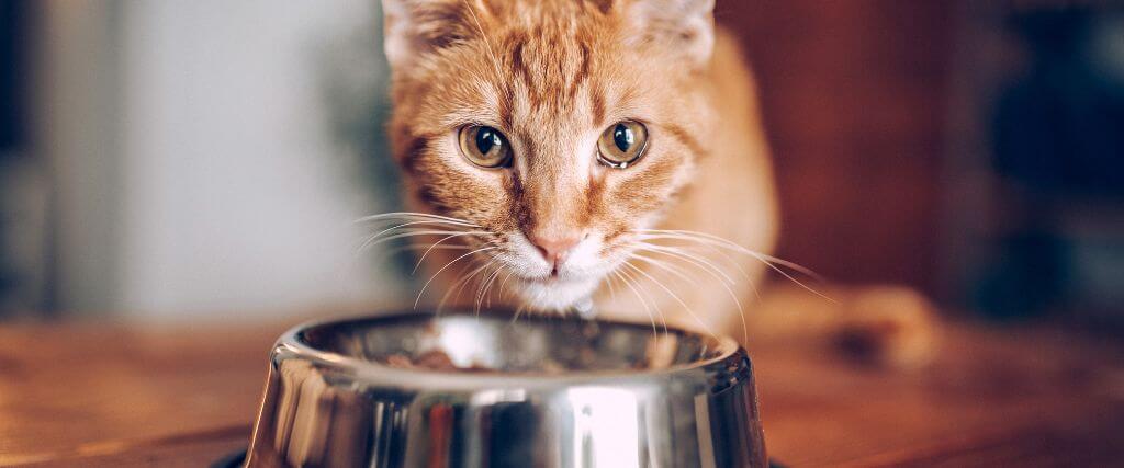 Can My Cat Eat That? The Most Commonly Asked Culprits Answered by a Veterinarian