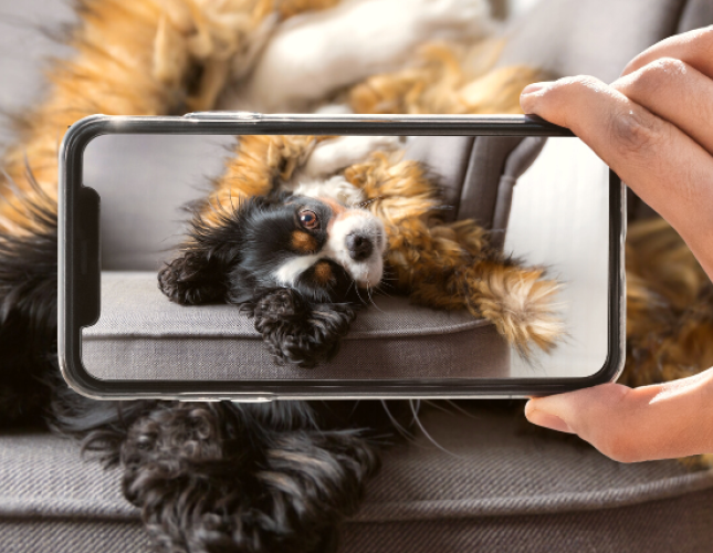 Say Cheese! Teach Your Dog to Smile for the Camera or the Veterinarian