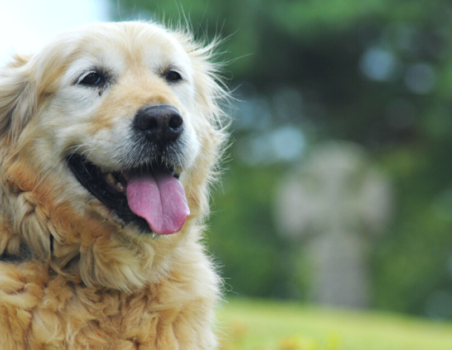 Why Is My Dog Panting So Loudly?