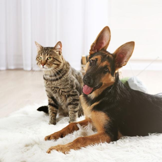 wsfdogandcat.jpg