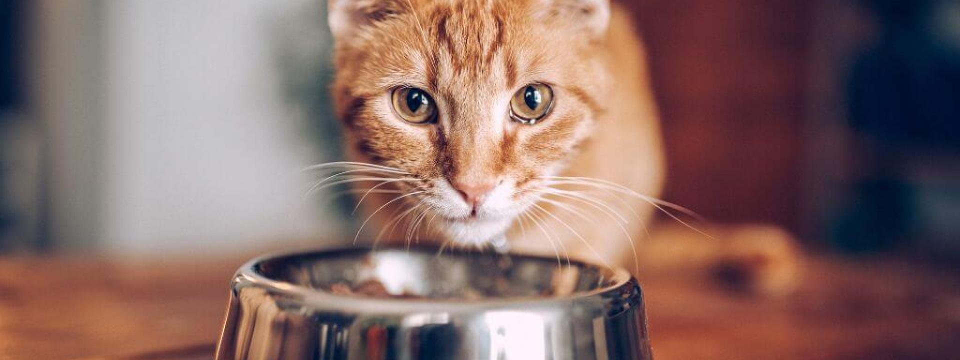 An orange cat in front of a bowl of food.